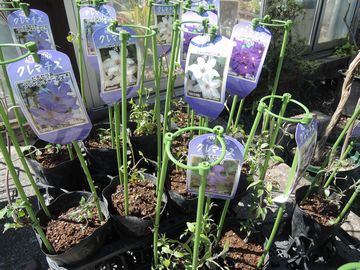 �N���}�`�X