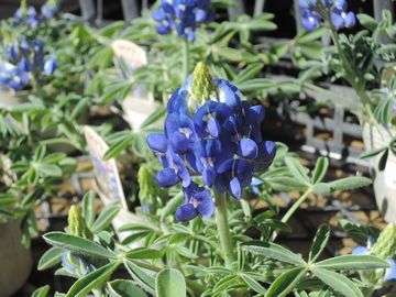 ���s�i�X�@�u���[�{�l�b�g