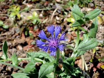 �Z���g�\���A�@�u���[�J�[�y�b�g