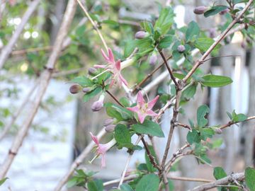 �E�O�C�X�J�O��