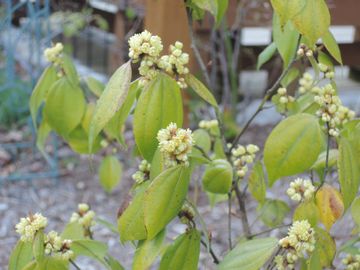 �e���_�C�E���N