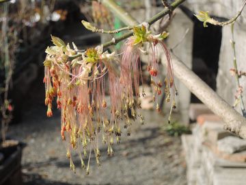 �l�O���h�J�G�f