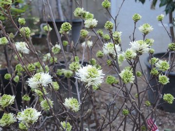 �t�H�b�T�M��