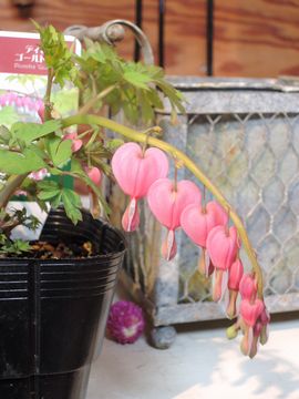 �S�[���h�n�[�g