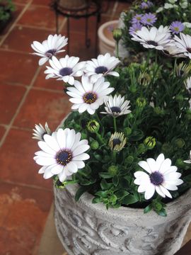 �I�X�e�I�X�y���}��