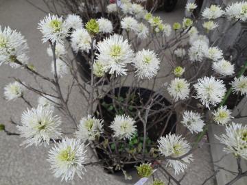 �t�H�b�T�M��