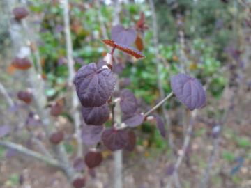 ���t�J�c��