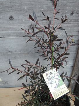 �J�b�p�[�O���E