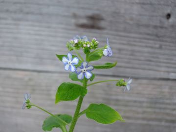 �X�e�[���[�A�C