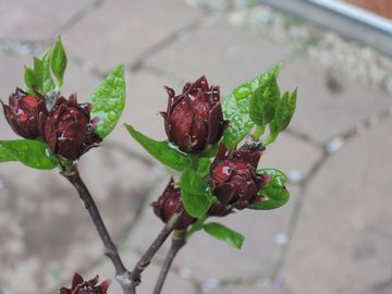 ���ԃ��E�o�C