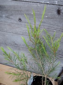 ���f�B�J���e�B�[�c���[