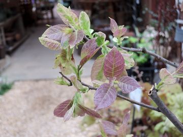 �`�V���m�L