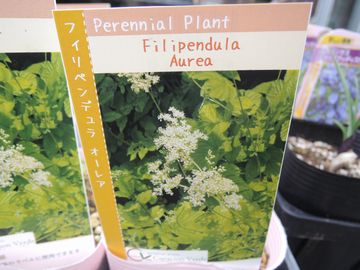 �t�B���y���f�����@�I�[���A