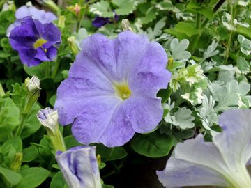 �y�`���j�A