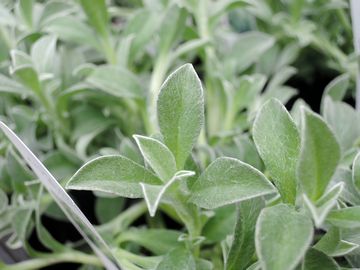 �w���N���T���@�z���C�g�t�F�A���[