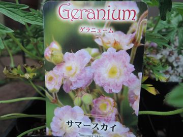 �T�}�[�X�J�C