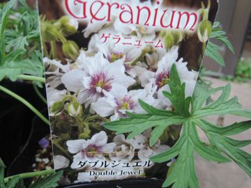 �_�u���W���G��