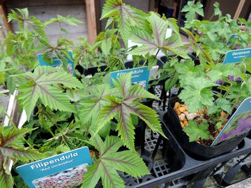 �t�B���y��