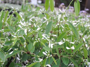 ���[�t�H���b�N