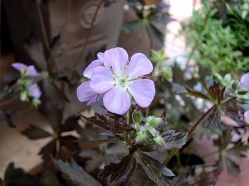 �G���U�x�X�A��