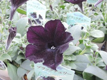 �y�`���j�A