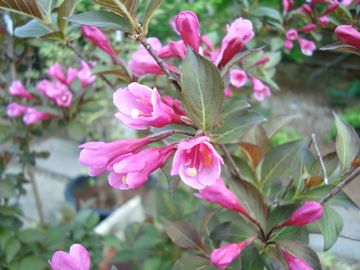 �E�F�C�Q���@���C���A���h���[�[�Y�@��