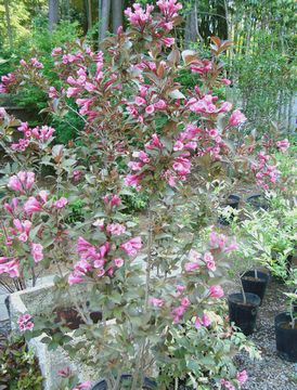 �E�F�C�Q���@���C���A���h���[�[�Y