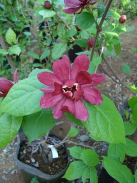 �N���o�i���E�o�C�@�n�[�g���b�W���C��