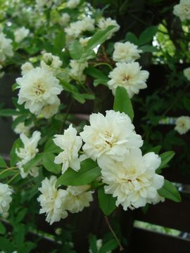 ���b�R�E�o��