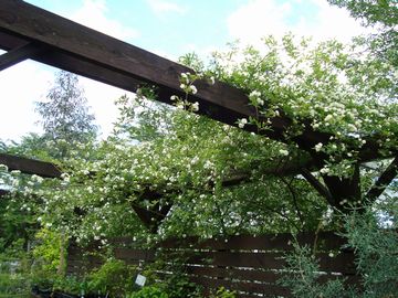 ���b�R�E�@�p�[�S��