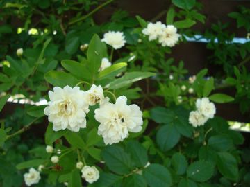 ���b�R�E�o��