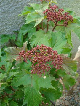 �r�o�[�i���@�I�m���_�J