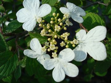 �r�o�[�i���@���^�i�x