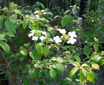 �r�o�[�i�����^�i�x