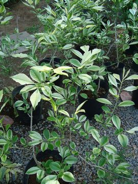 ������}���~