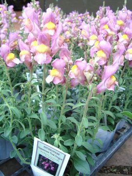 �L���M���\�E�@�s���N�h���S��