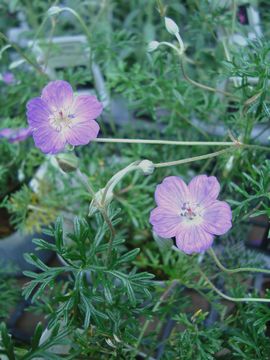 �Q���j�E���@�C���J�k���@�J�[�y�b�g�Q���j�E��