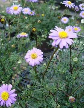 �u���L�J���@�p�[�v���X�e��