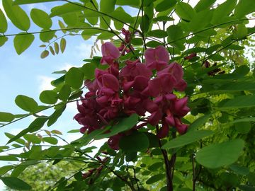 ���r�j�A�@�J�X�P���[�W��