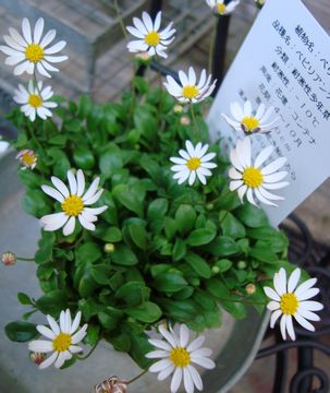 �y�r���A���f�[�W�[