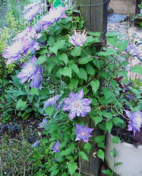 �N���}�`�X�@�t�F�A���[�u���[