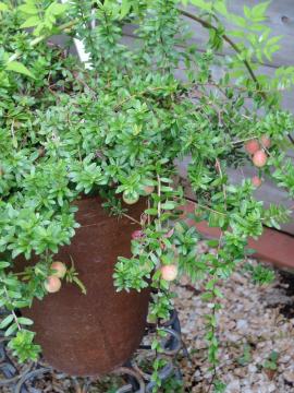 �N�����x���[