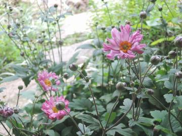 �V���E���C�M�N