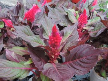 �X�}�[�g���b�N