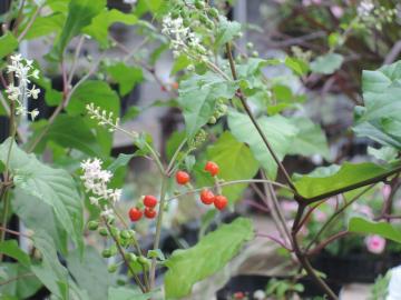 �W���Y�T���S