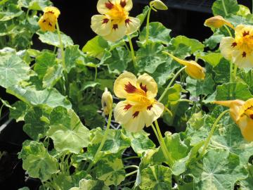 �i�X�^�`�E��