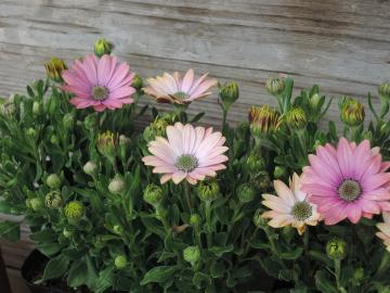 �I�X�e�I�X�y���}��