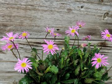 �u���L�J���@���S