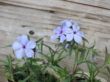 ���[�f�B�[�u���[