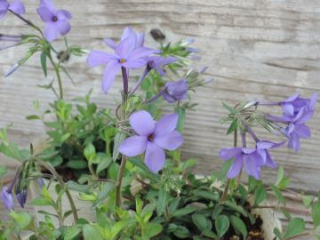 �V�A�E�b�h�p�[�v��